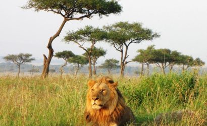 Male lion resting in the savannah, observed on a Safe Adventures and Expeditions safari.