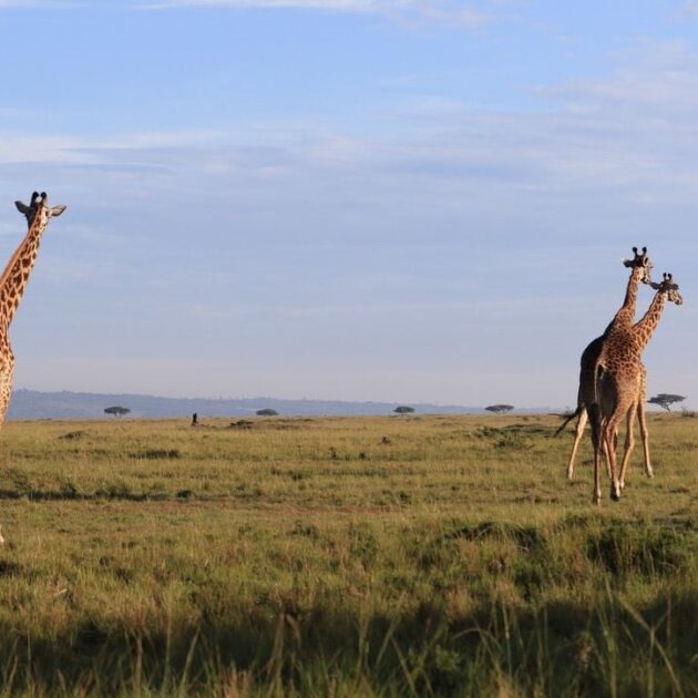 Giraffes grazing in the Maasai Mara National Reserve, Kenya