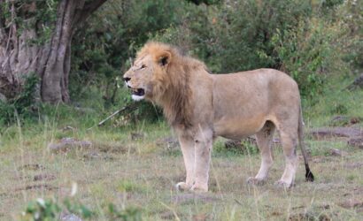 Majestic lion during a Luxury Safari in Kenya, roaming freely in the Maasai Mara with Safe Adventures and Expeditions.