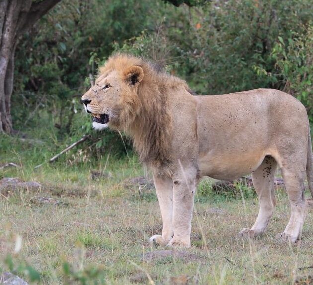 Majestic lion during a Luxury Safari in Kenya, roaming freely in the Maasai Mara with Safe Adventures and Expeditions.