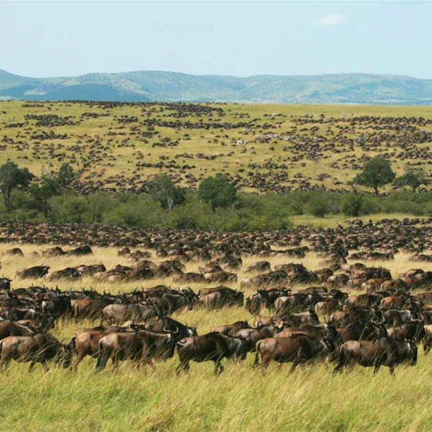 Wildebeest migration in Maasai Mara during the thrilling 9-Day Kenyan Safari, showcasing the spectacular wildlife experience.