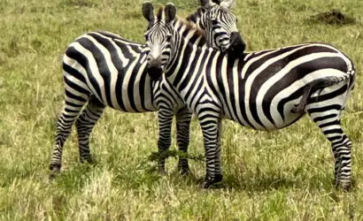 Two zebras standing gracefully in the grasslands during a Kenya Tanzania 11-day safari
