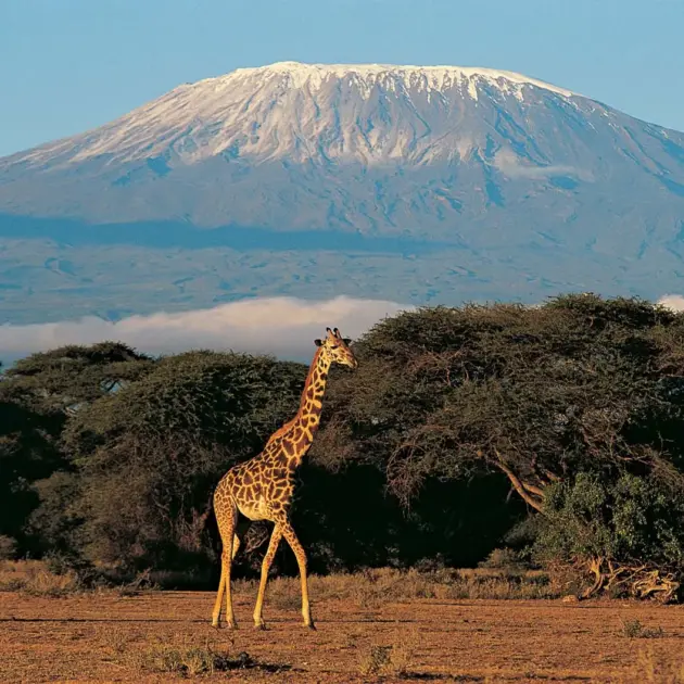 A giraffe standing tall against the backdrop of Mount Kilimanjaro, viewed from the Lemosho route in Tanzania.