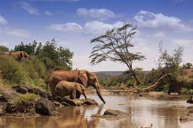 An elephant drinking from a waterhole in Samburu National Reserve, Kenya