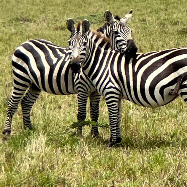 Roaming the Savanna: Embark on a 12-Day Safari Expedition Through the Wilderness of Kenya and Tanzania